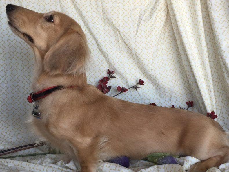 Mini Cream Dachshund Puppies breeder image 2