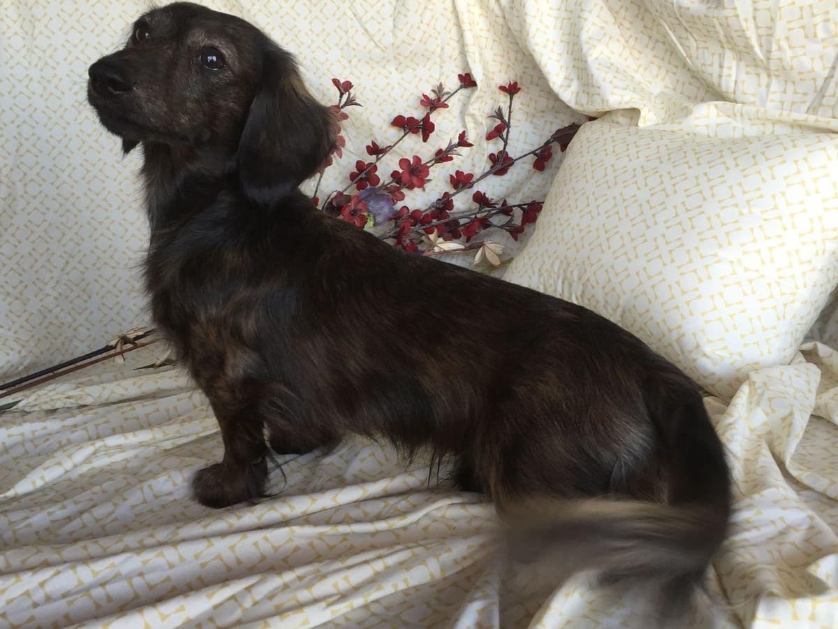 Mini Cream Dachshund Puppies breeder image 15