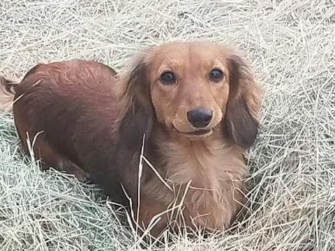 Mini Cream Dachshund Puppies breeder image 12