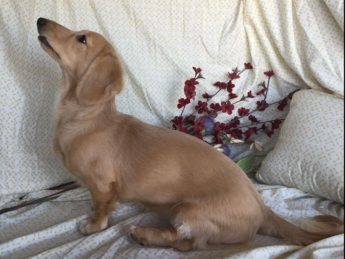 Mini Cream Dachshund Puppies breeder image 11