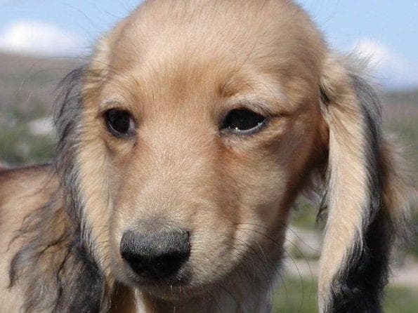 Mini Cream Dachshund Puppies breeder image 1