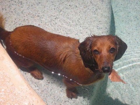 Mini Cream Dachshund Puppies breeder image 9