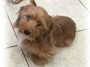 Mini Cream Dachshund Puppies breeder image 6