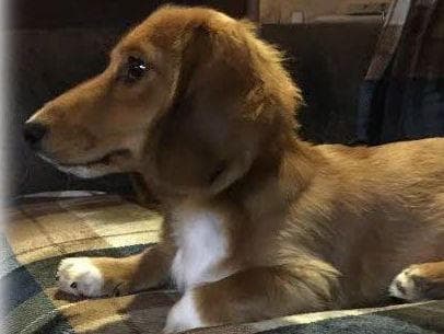 Mini Cream Dachshund Puppies breeder image 5