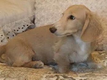 Mini Cream Dachshund Puppies breeder image 4