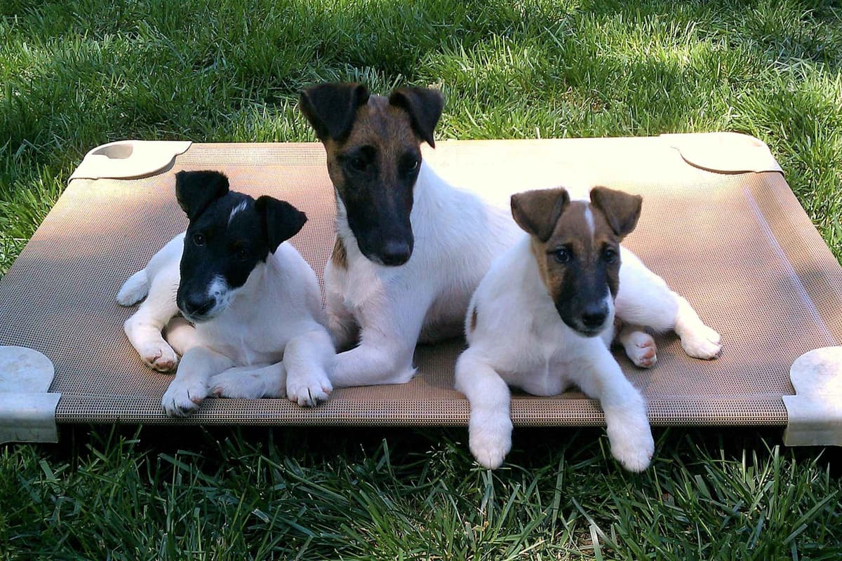 Smooth Fox Terrier Puppies breeder image 1