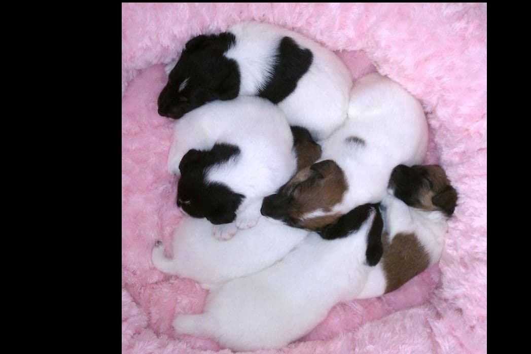Smooth Fox Terrier Puppies breeder image 2