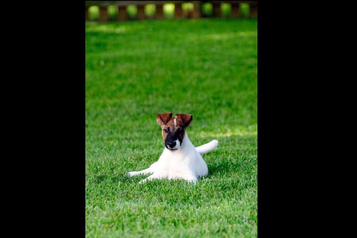 Smooth Fox Terrier Puppies breeder image 4