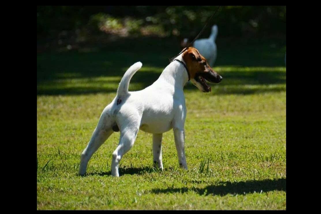 Smooth Fox Terrier Puppies breeder image 5