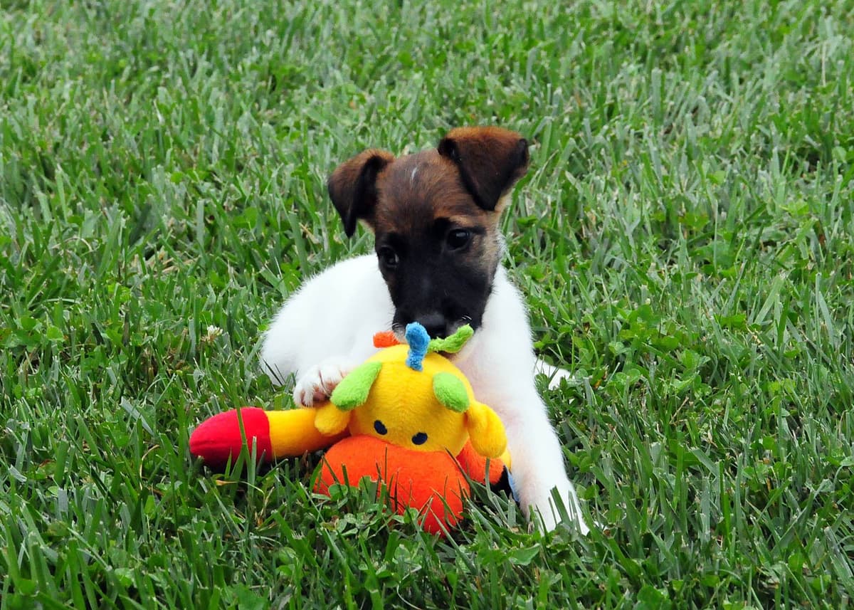 Smooth Fox Terrier Puppies breeder image 8