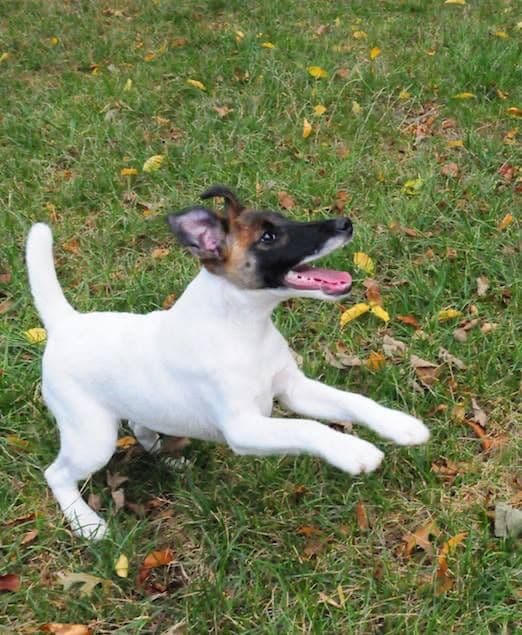 Smooth Fox Terrier Puppies breeder image 9