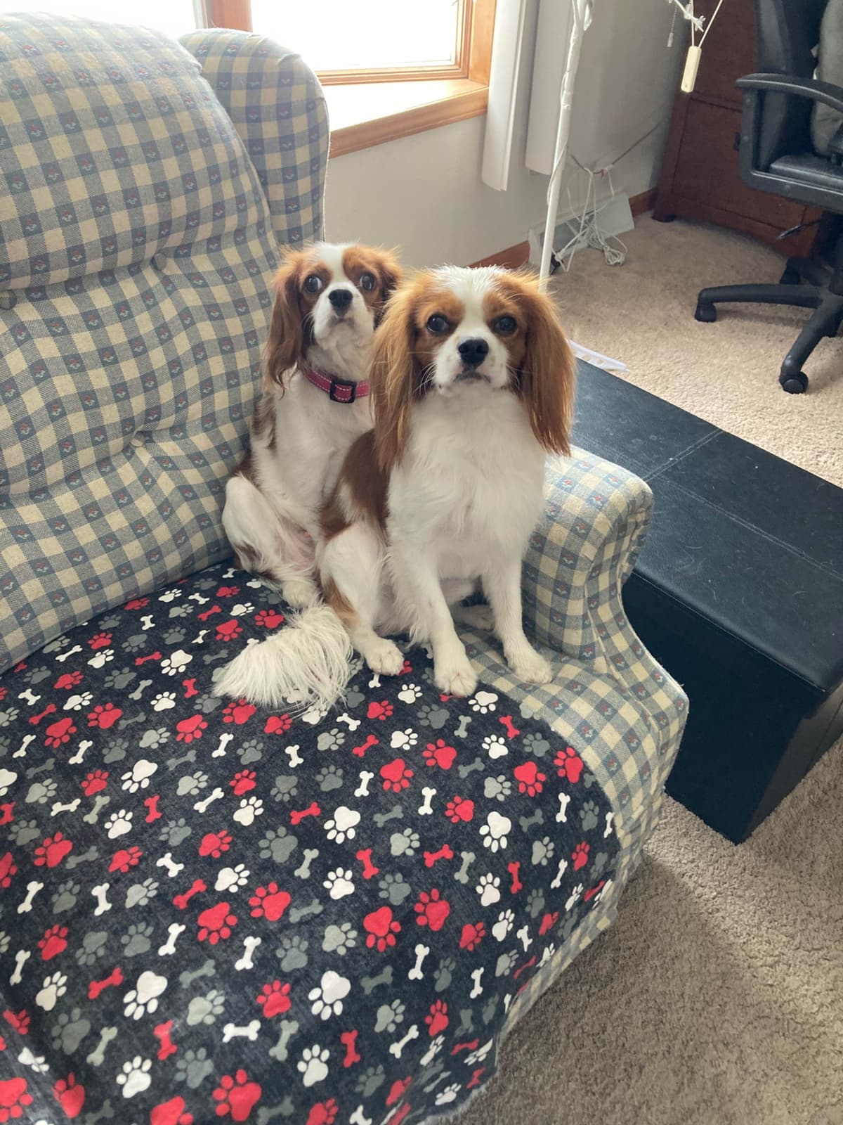 Cavalier King Charles Spaniel Puppies breeder image 1