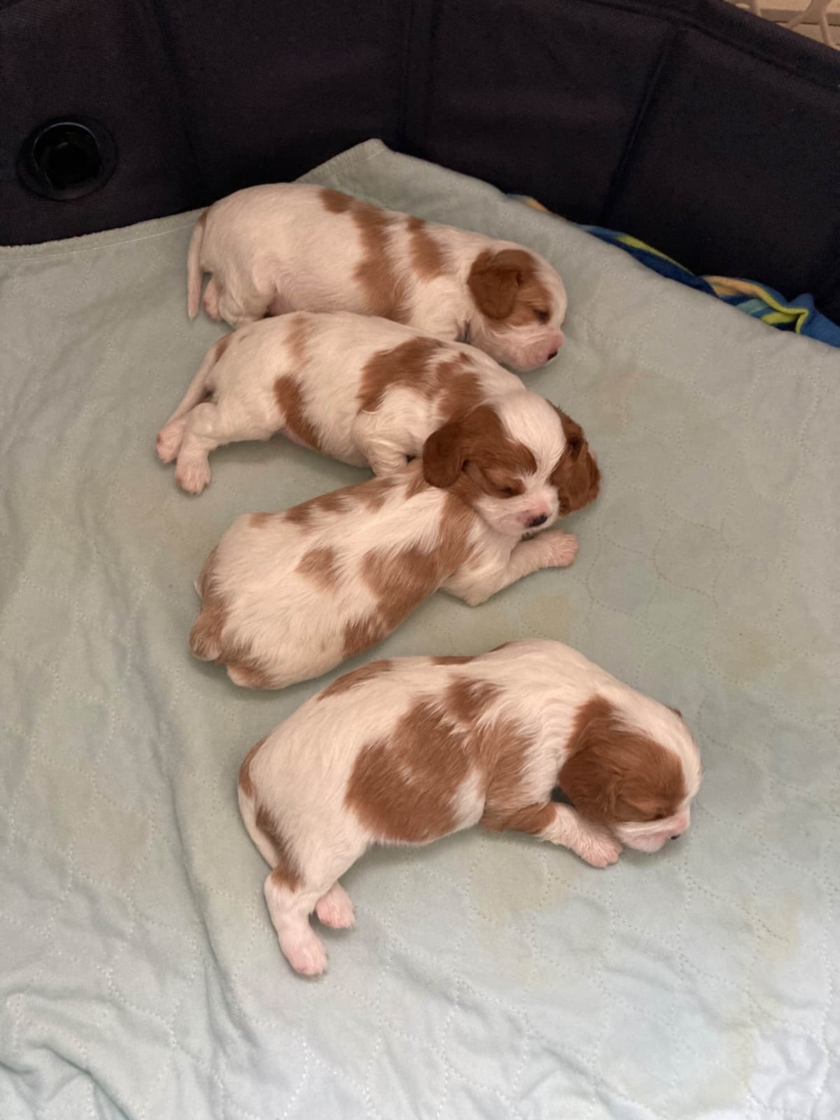 Cavalier King Charles Spaniel Puppies breeder image 2