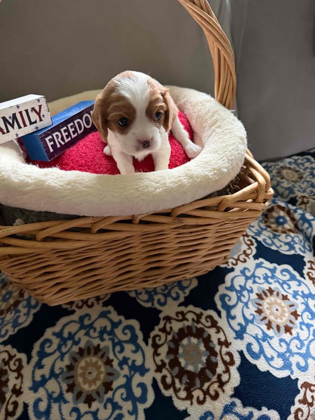 Cavalier King Charles Spaniel Puppies media 2