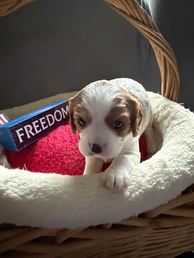 Cavalier King Charles Spaniel Puppies media 3