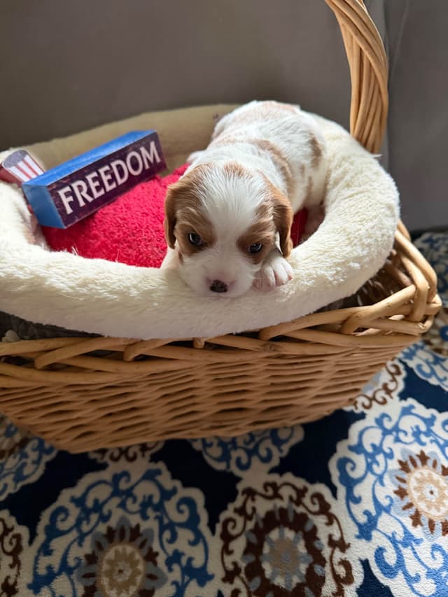 Cavalier King Charles Spaniel Puppies media 6