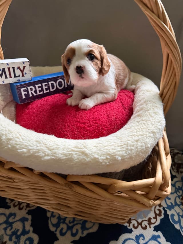 Cavalier King Charles Spaniel Puppies media 4