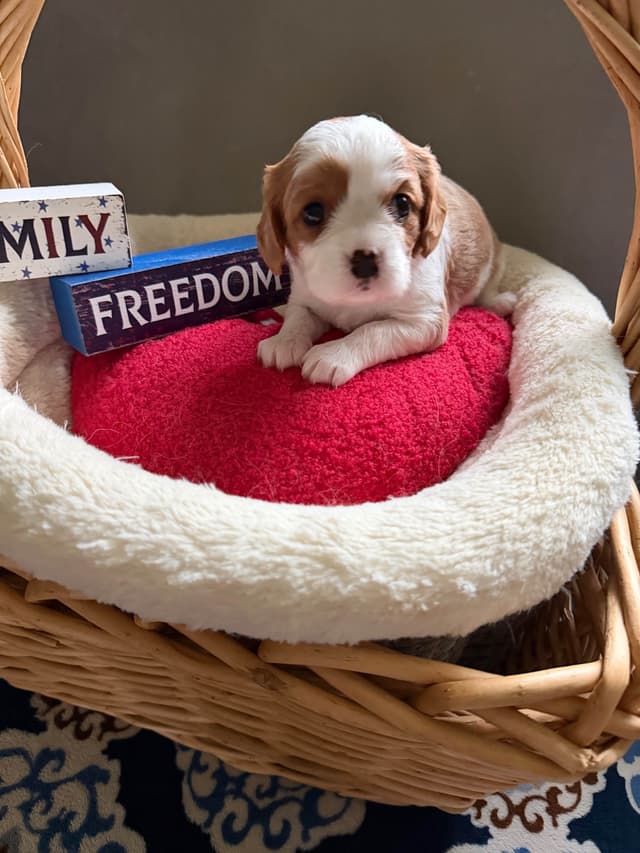 Cavalier King Charles Spaniel Puppies media 5