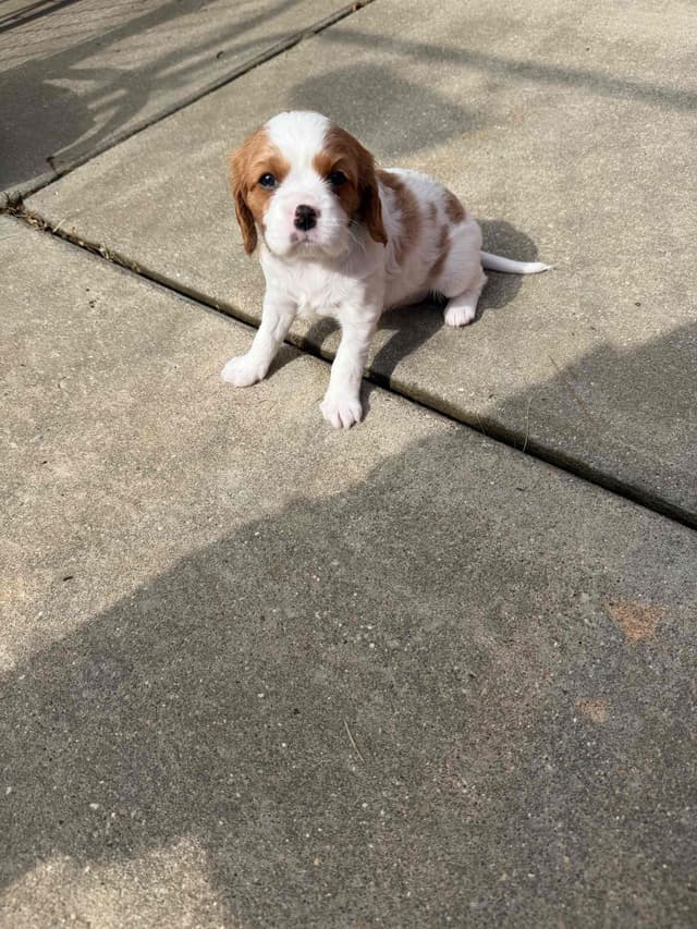 Cavalier King Charles Spaniel Puppies media 7