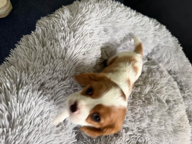 Cavalier King Charles Spaniel Puppies media 8