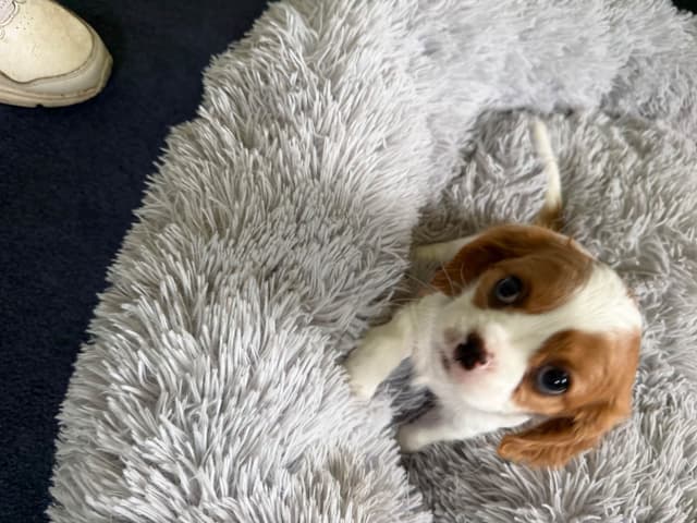 Cavalier King Charles Spaniel Puppies media 9