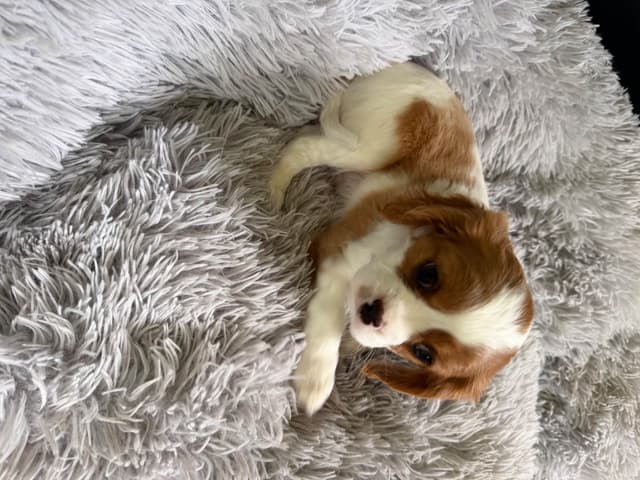 Cavalier King Charles Spaniel Puppies media 11