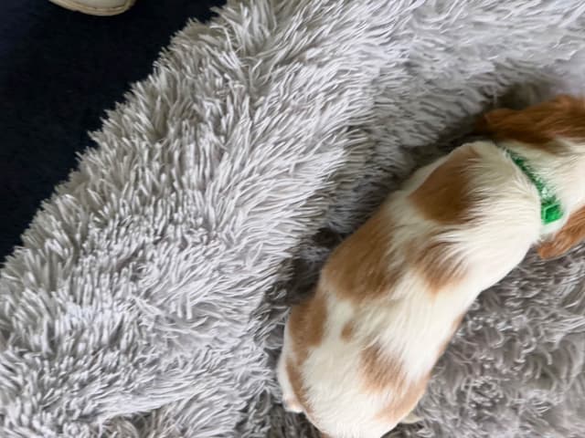 Cavalier King Charles Spaniel Puppies media 10