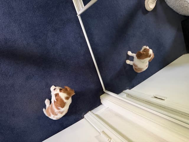 Cavalier King Charles Spaniel Puppies media 12