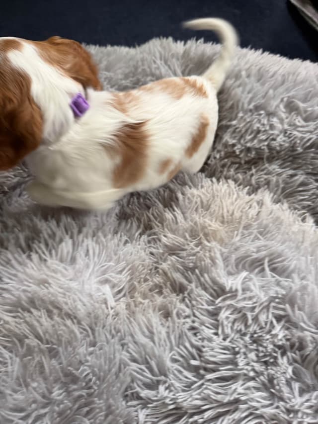 Cavalier King Charles Spaniel Puppies media 13