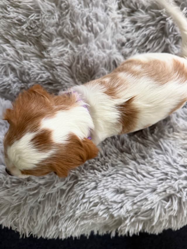Cavalier King Charles Spaniel Puppies media 15