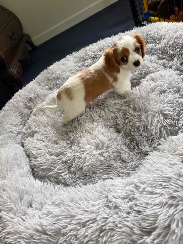 Cavalier King Charles Spaniel Puppies media 17