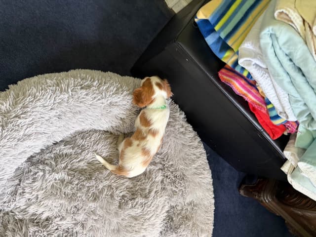 Cavalier King Charles Spaniel Puppies media 14