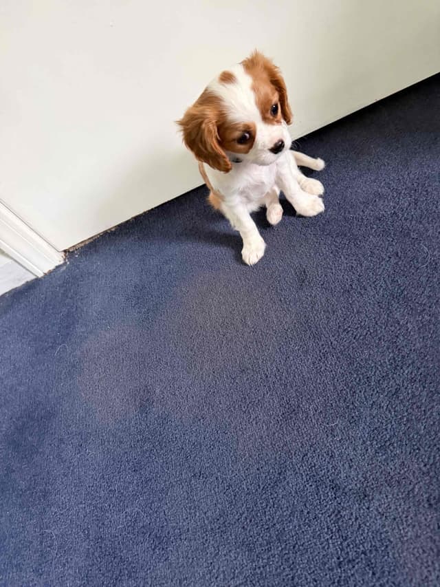 Cavalier King Charles Spaniel Puppies media 18