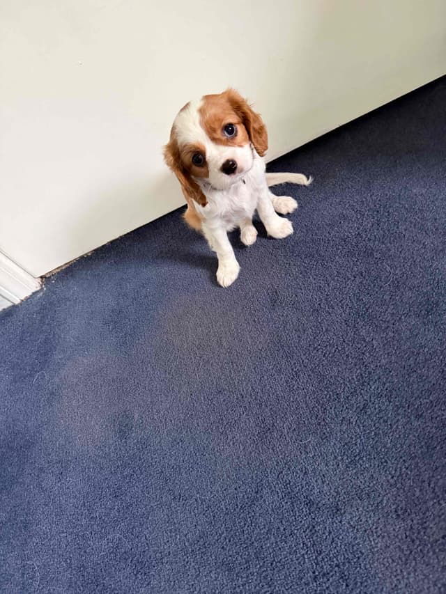 Cavalier King Charles Spaniel Puppies media 22