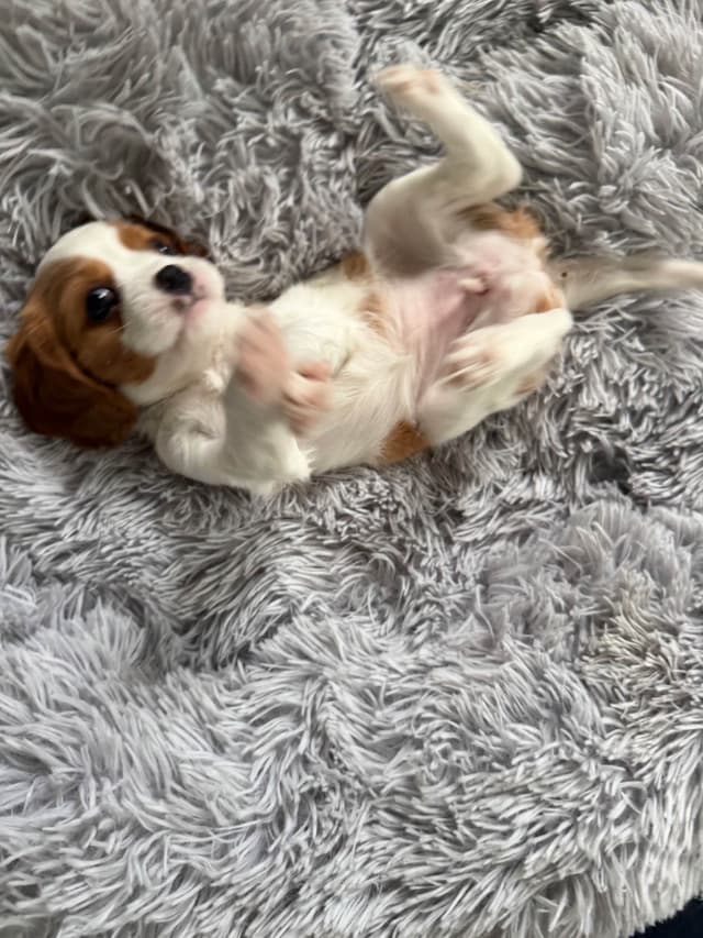 Cavalier King Charles Spaniel Puppies media 19