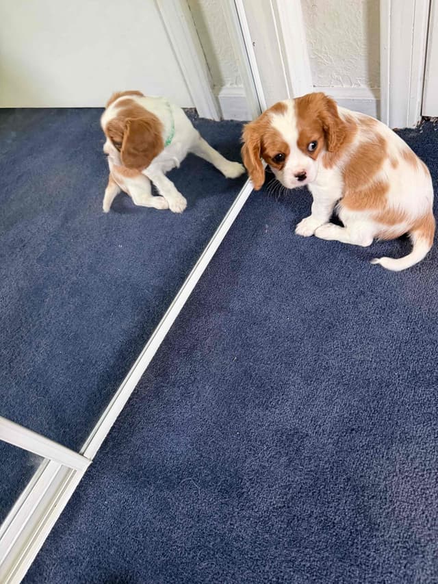 Cavalier King Charles Spaniel Puppies media 20