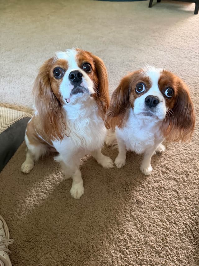 Cavalier King Charles Spaniel Puppies media 21