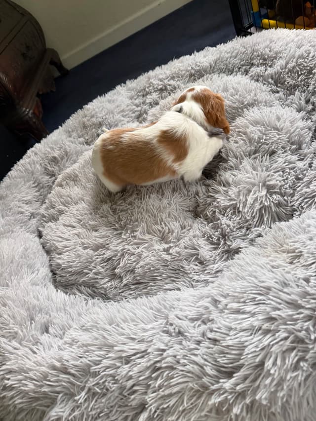 Cavalier King Charles Spaniel Puppies media 23
