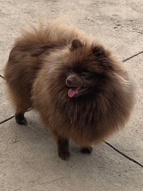 Pomeranian Puppies breeder image 1