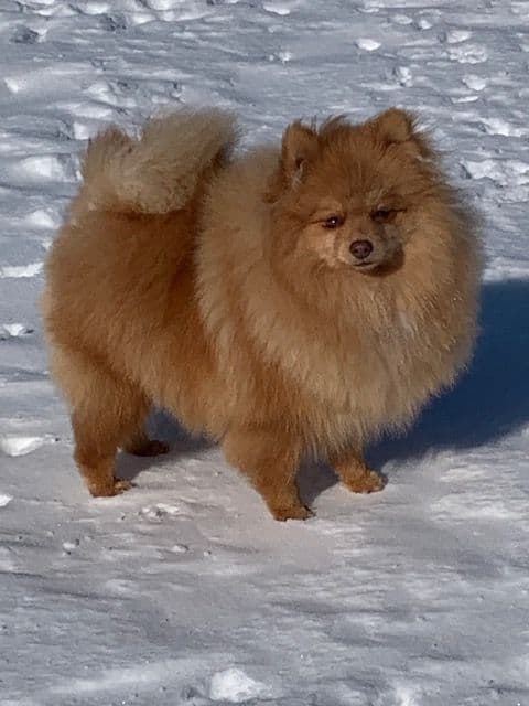 Pomeranian Puppies breeder image 2