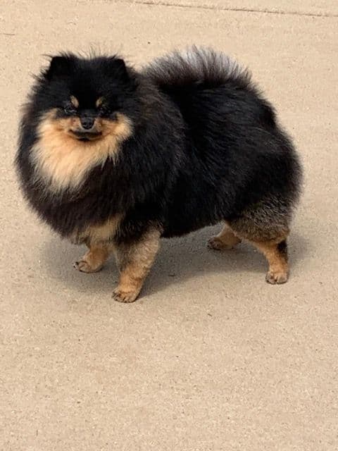 Pomeranian Puppies breeder image 3