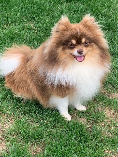 Pomeranian Puppies breeder image 4