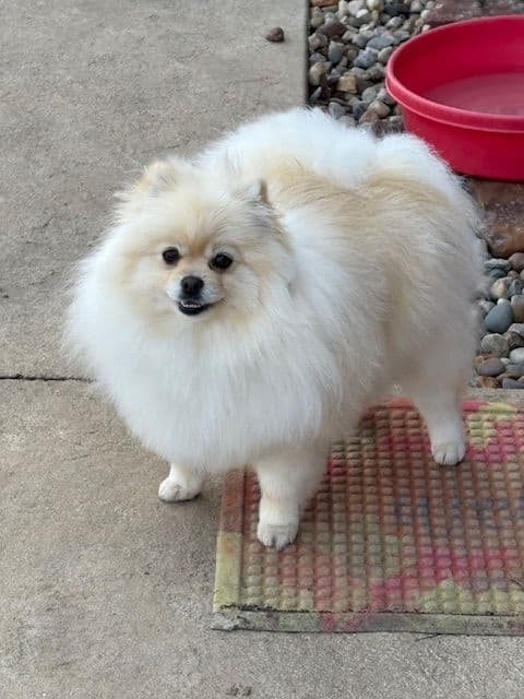 Pomeranian Puppies breeder image 5