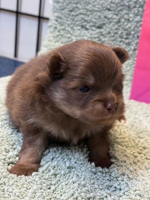 Pomeranian Puppies media 6
