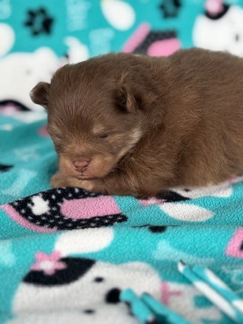 Pomeranian Puppies media 10
