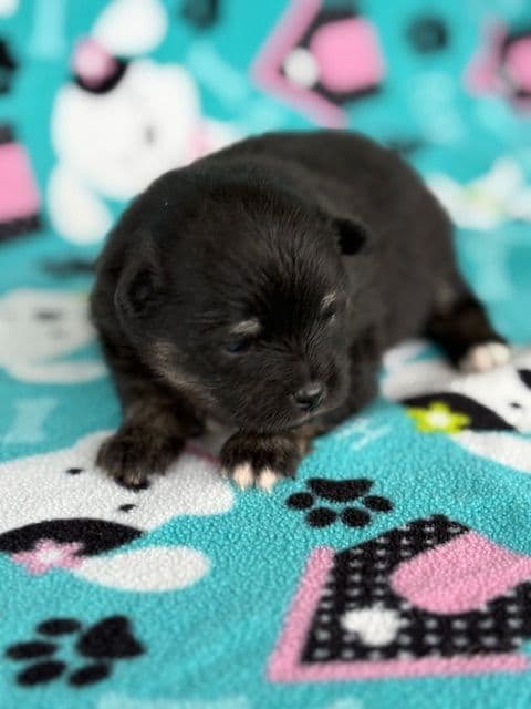 Pomeranian Puppies media 11