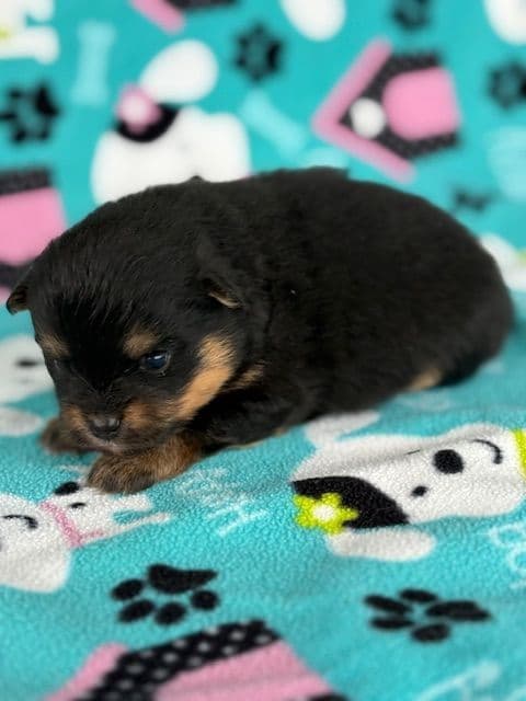 Pomeranian Puppies media 12