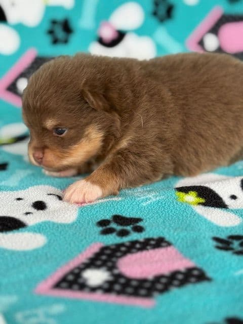 Pomeranian Puppies media 13