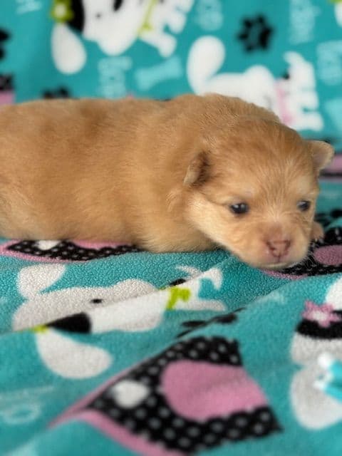 Pomeranian Puppies media 14