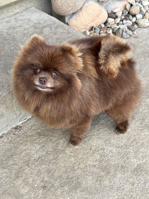 Pomeranian Puppies media 15